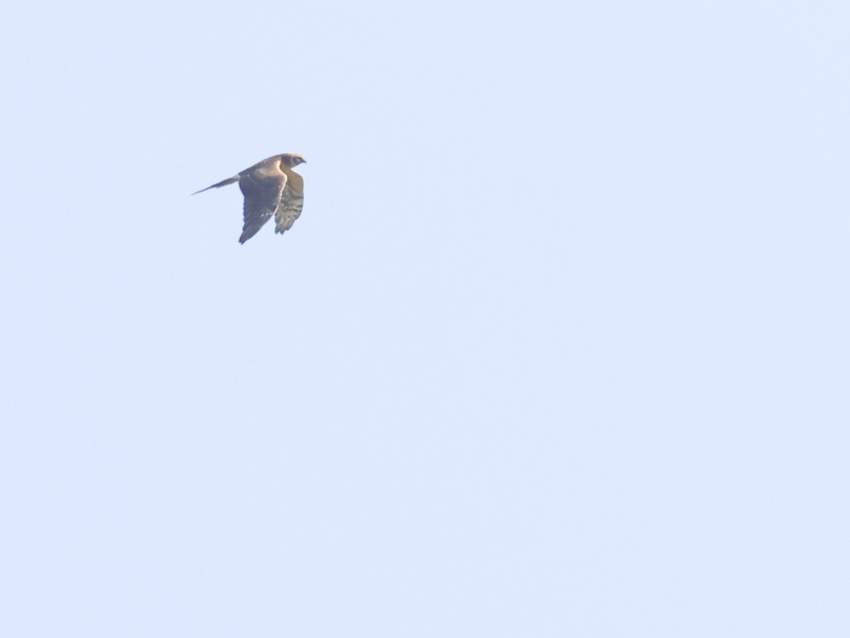 Pallid Harrier - ML608390711