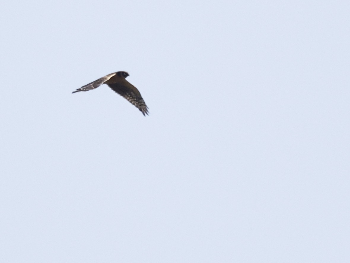 Pallid Harrier - ML608390713