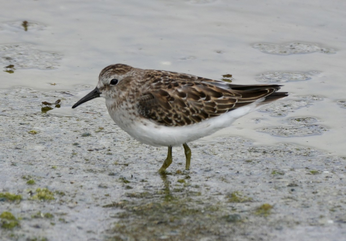 Least Sandpiper - ML608390756