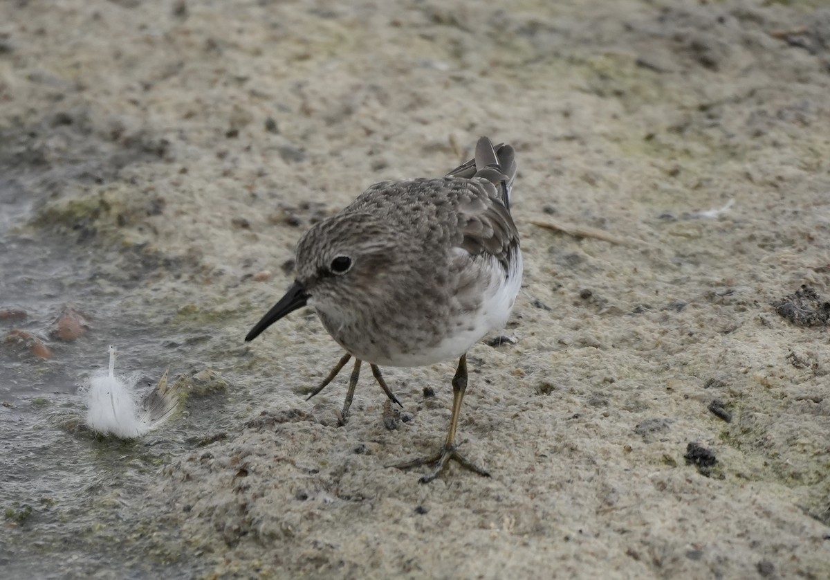 Least Sandpiper - ML608390758