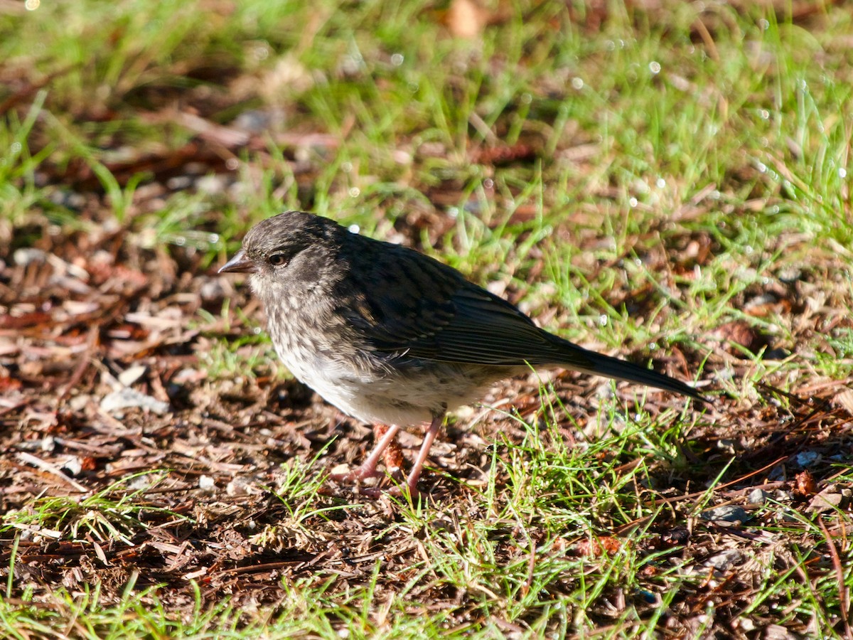 Dark-eyed Junco (Slate-colored) - ML608390765