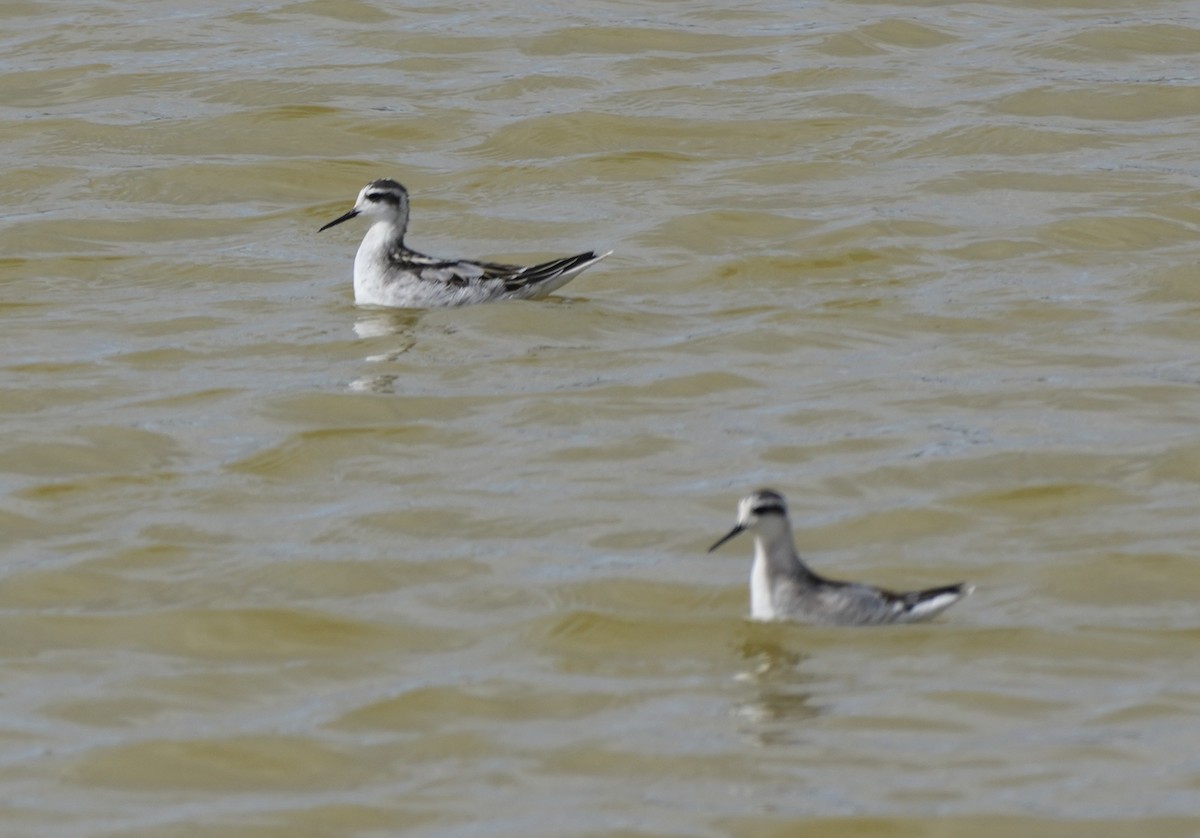 Red-necked Phalarope - ML608390767