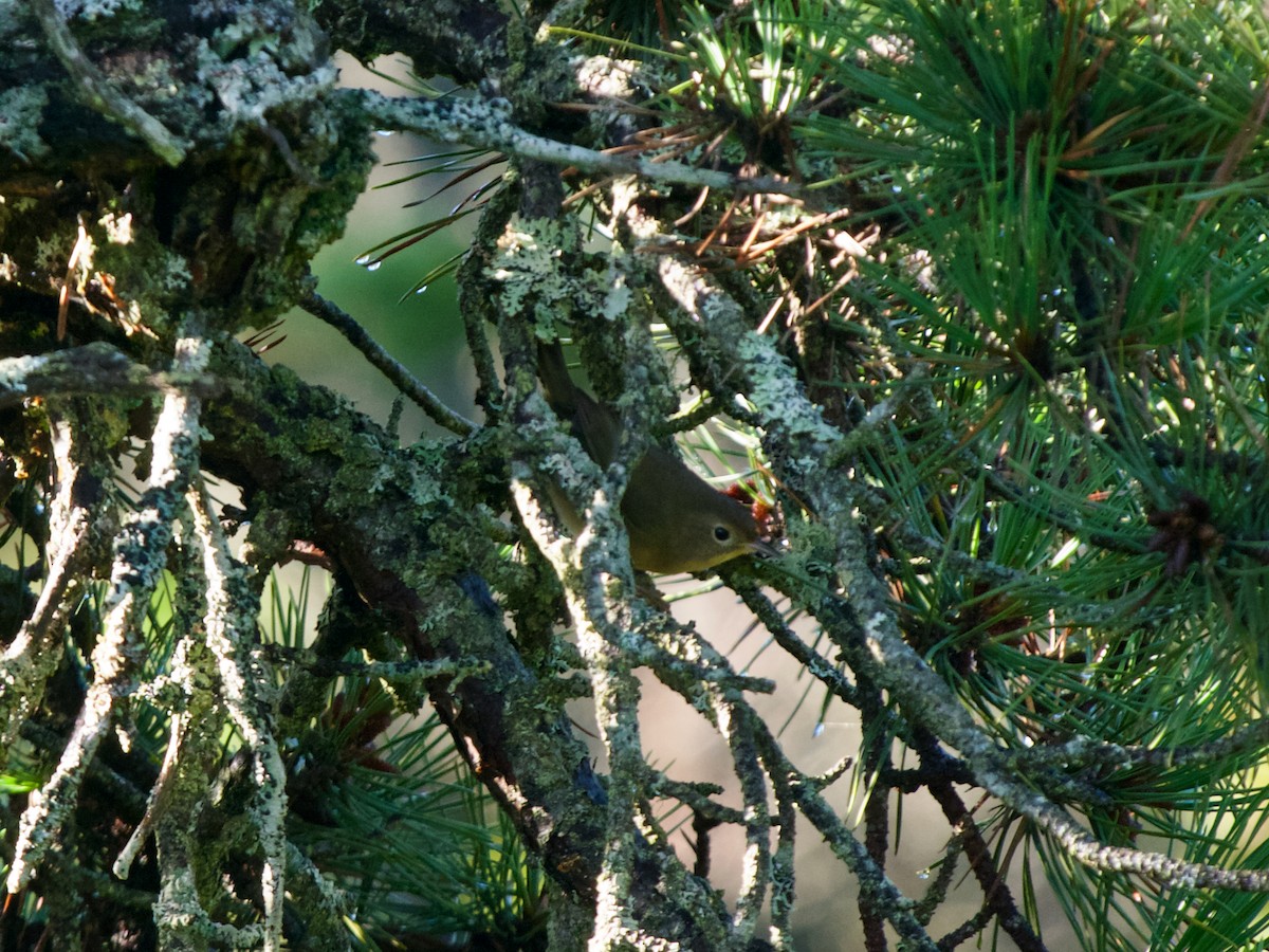 Common Yellowthroat - ML608390785