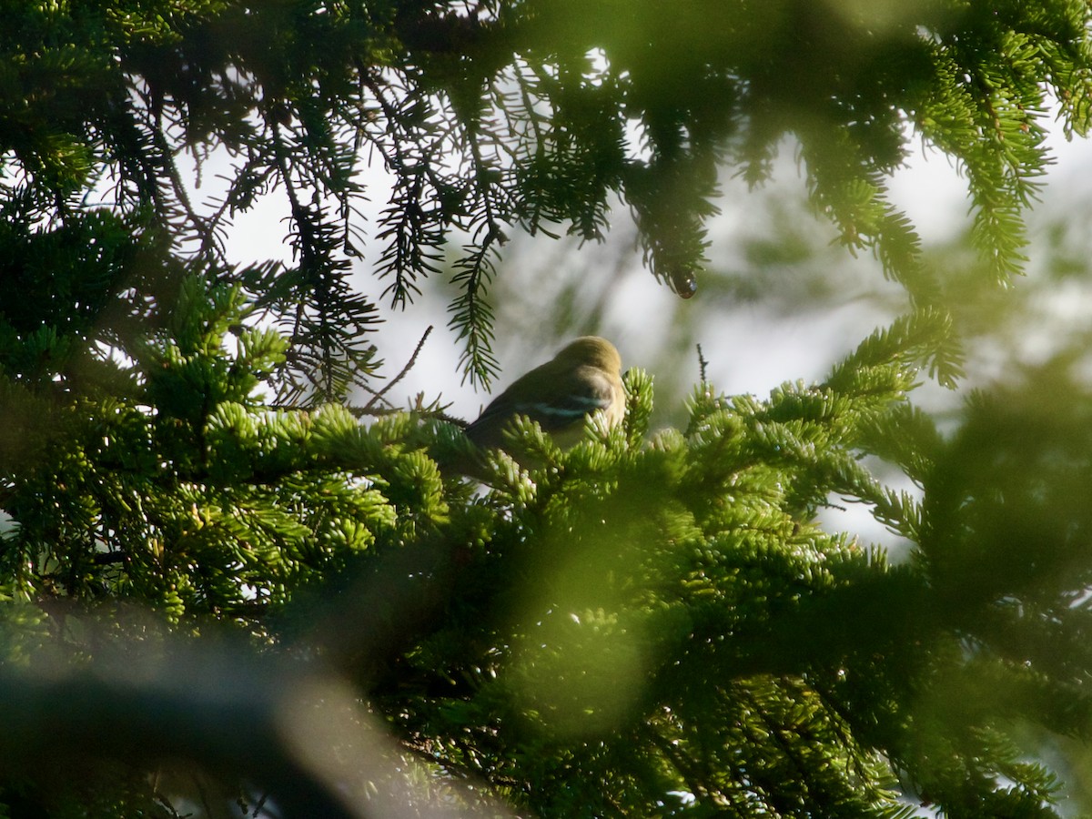 Bay-breasted Warbler - ML608390798