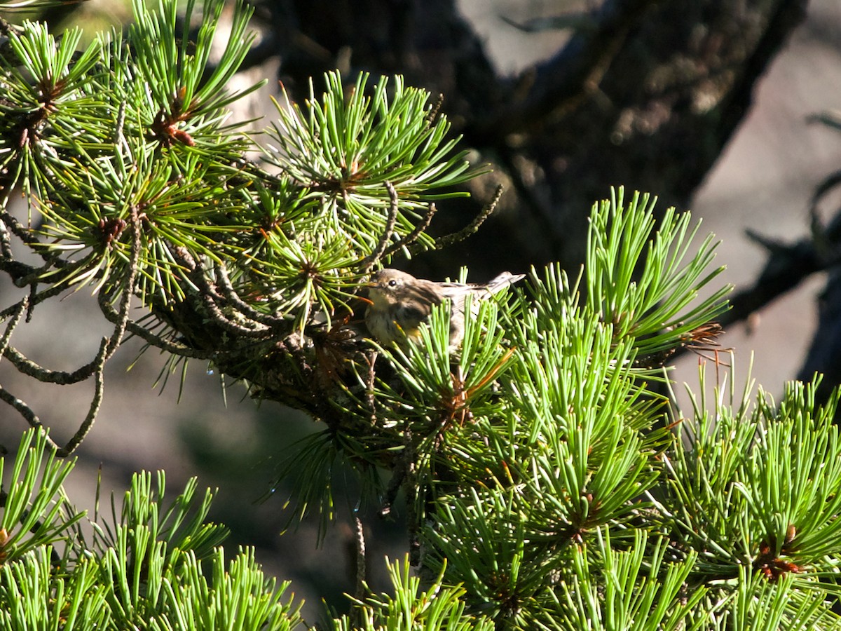 Yellow-rumped Warbler (Myrtle) - ML608390803