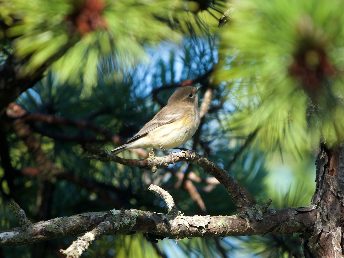 Yellow-rumped Warbler (Myrtle) - ML608390804