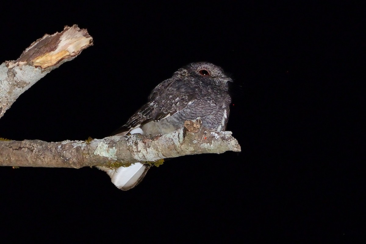 Band-winged Nightjar (longirostris) - ML608390846