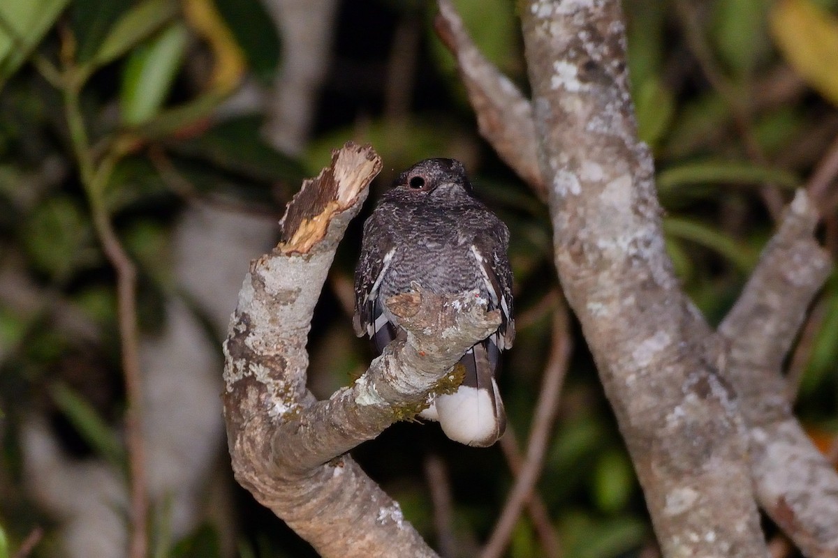 Band-winged Nightjar (longirostris) - ML608390847