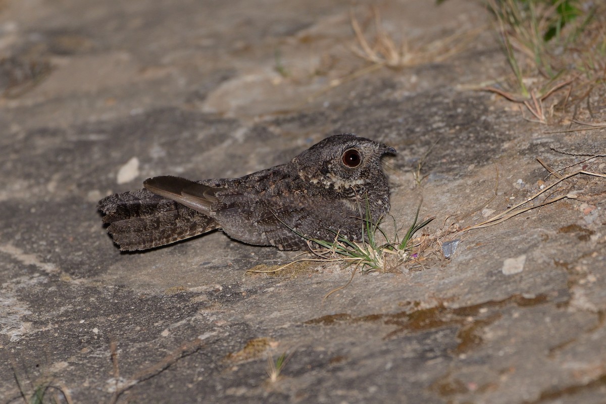 Band-winged Nightjar (longirostris) - Rodrigo Ferronato