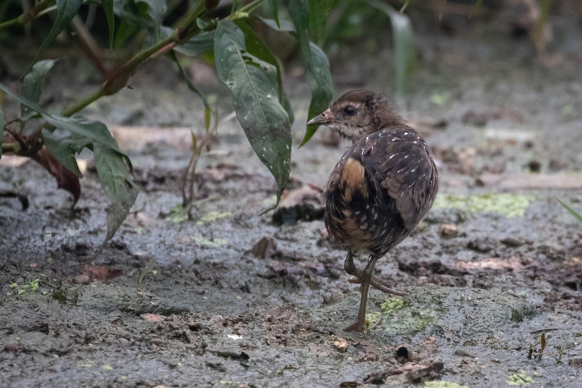 Polluela Sora - ML608390944