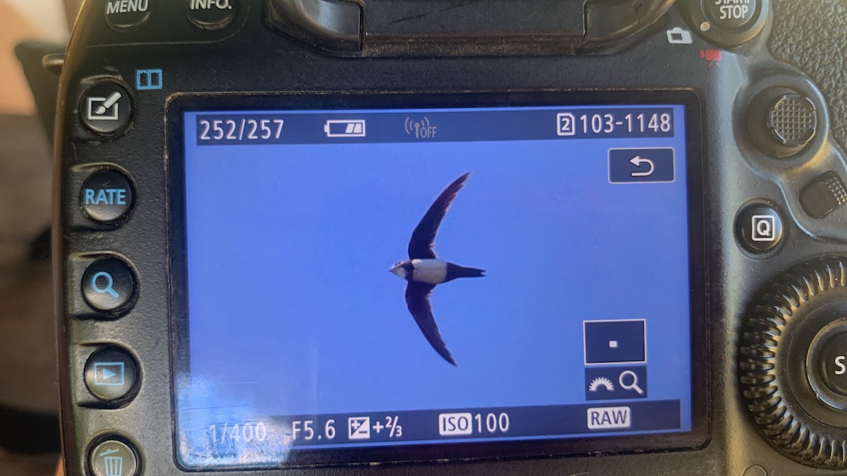 Alpensegler - ML608390955