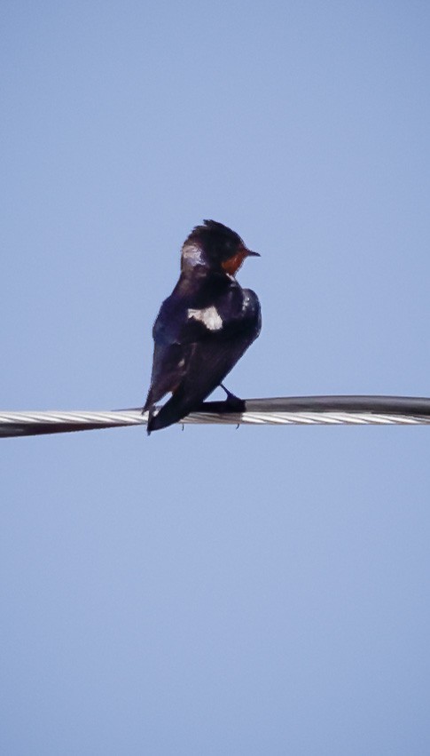 Barn Swallow - ML608390998