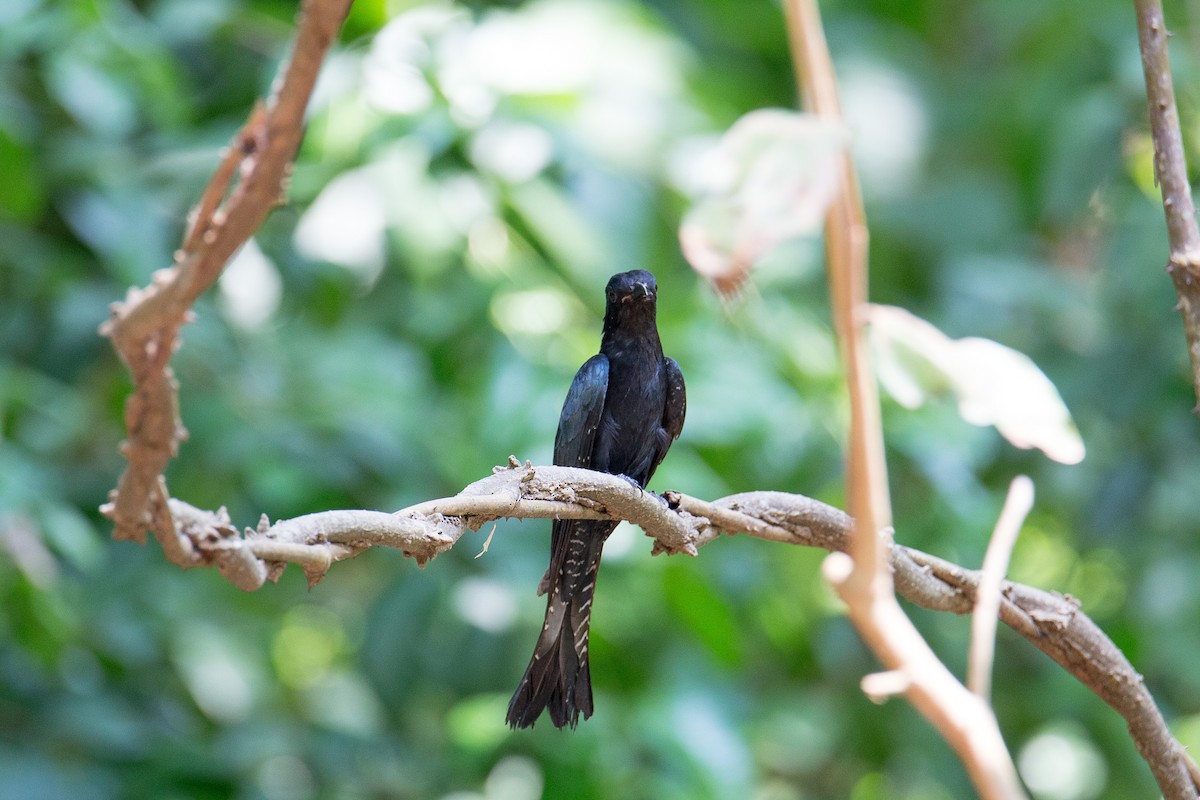 Square-tailed Drongo-Cuckoo - ML608391029