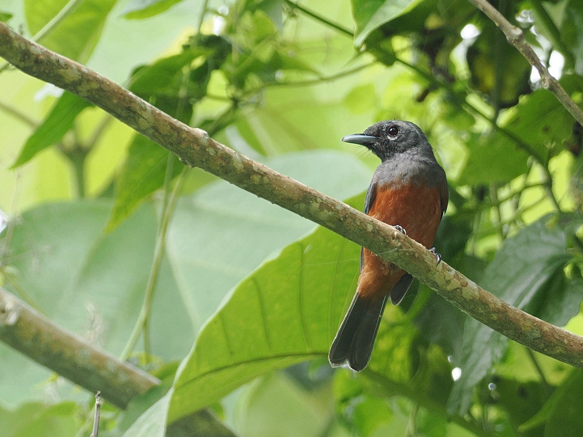 White-capped Monarch - ML608391050