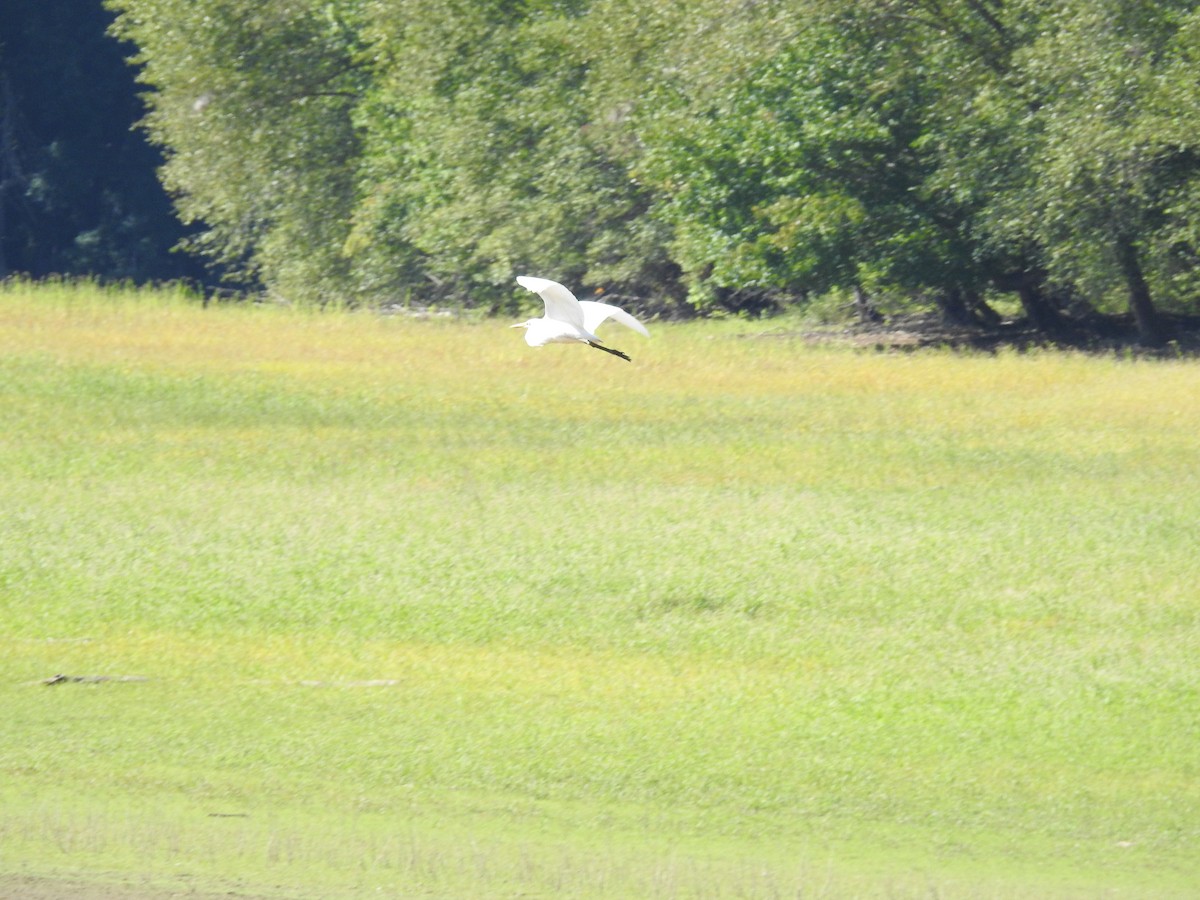 Great Egret - ML608391066