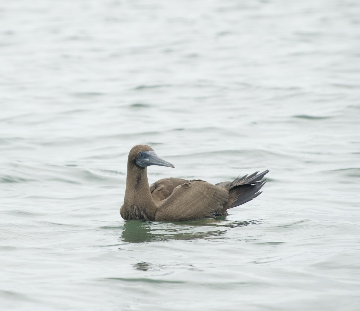 Brown Booby - ML608391119