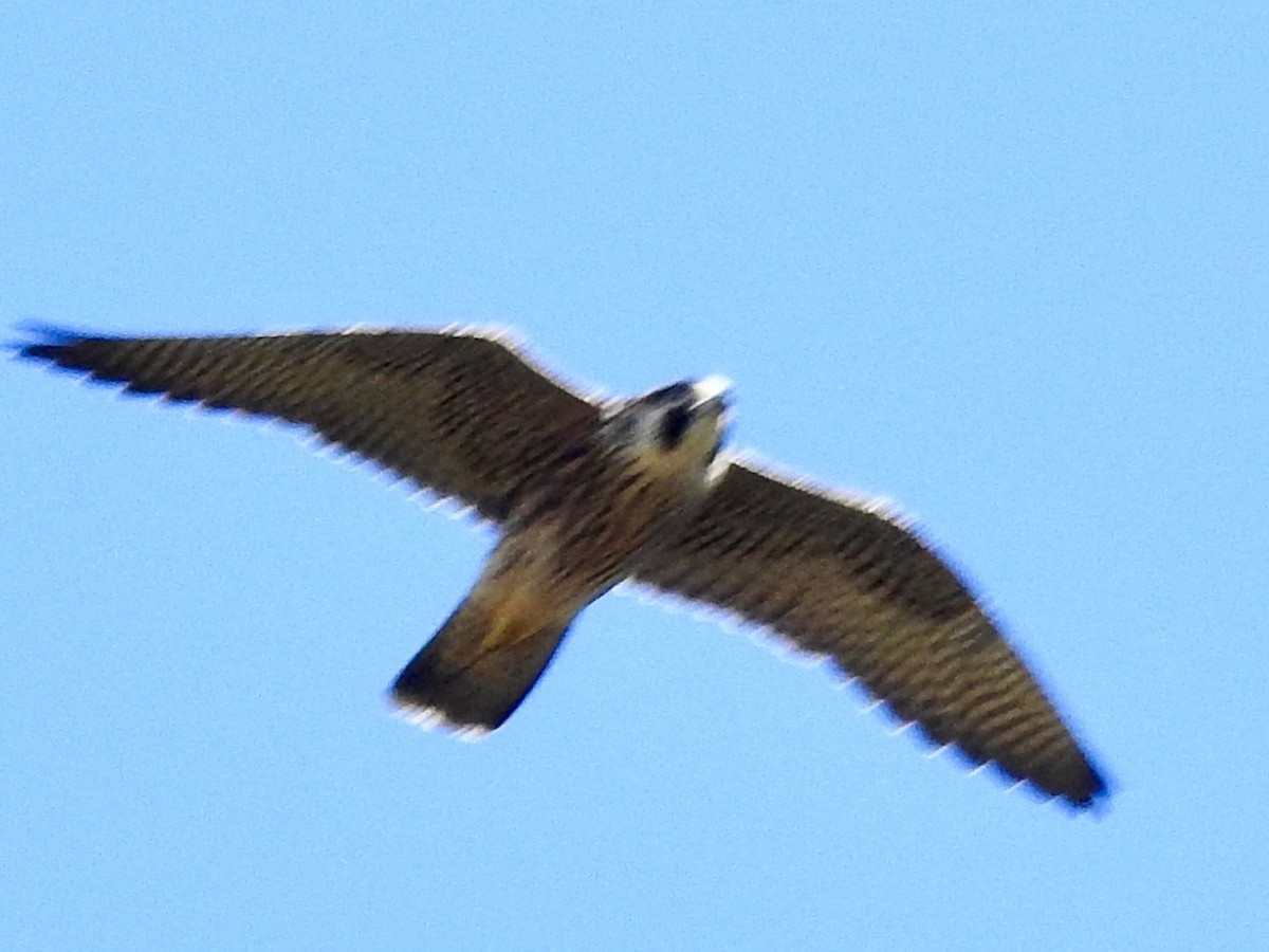 Peregrine Falcon - ML608391146