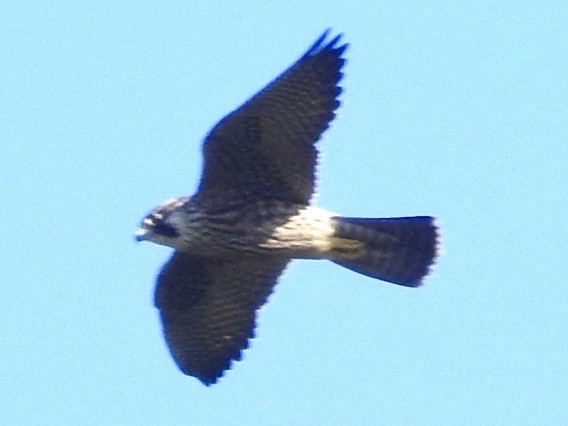 Peregrine Falcon - ML608391147