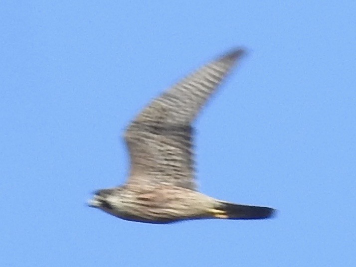 Peregrine Falcon - ML608391148