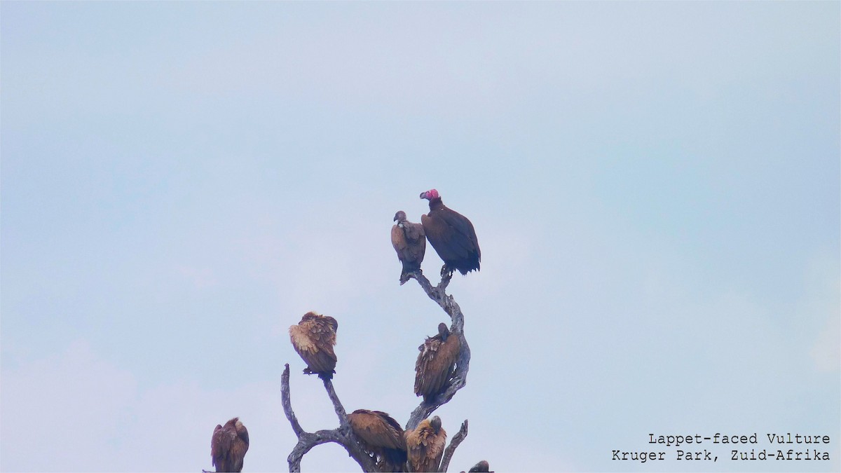 Lappet-faced Vulture - ML608391249