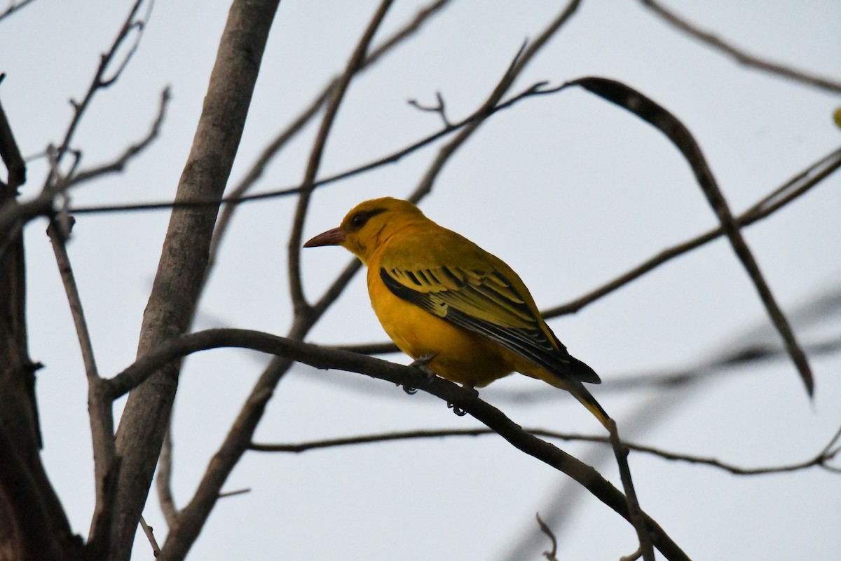 African Golden Oriole - Eduardo Gracia fuster