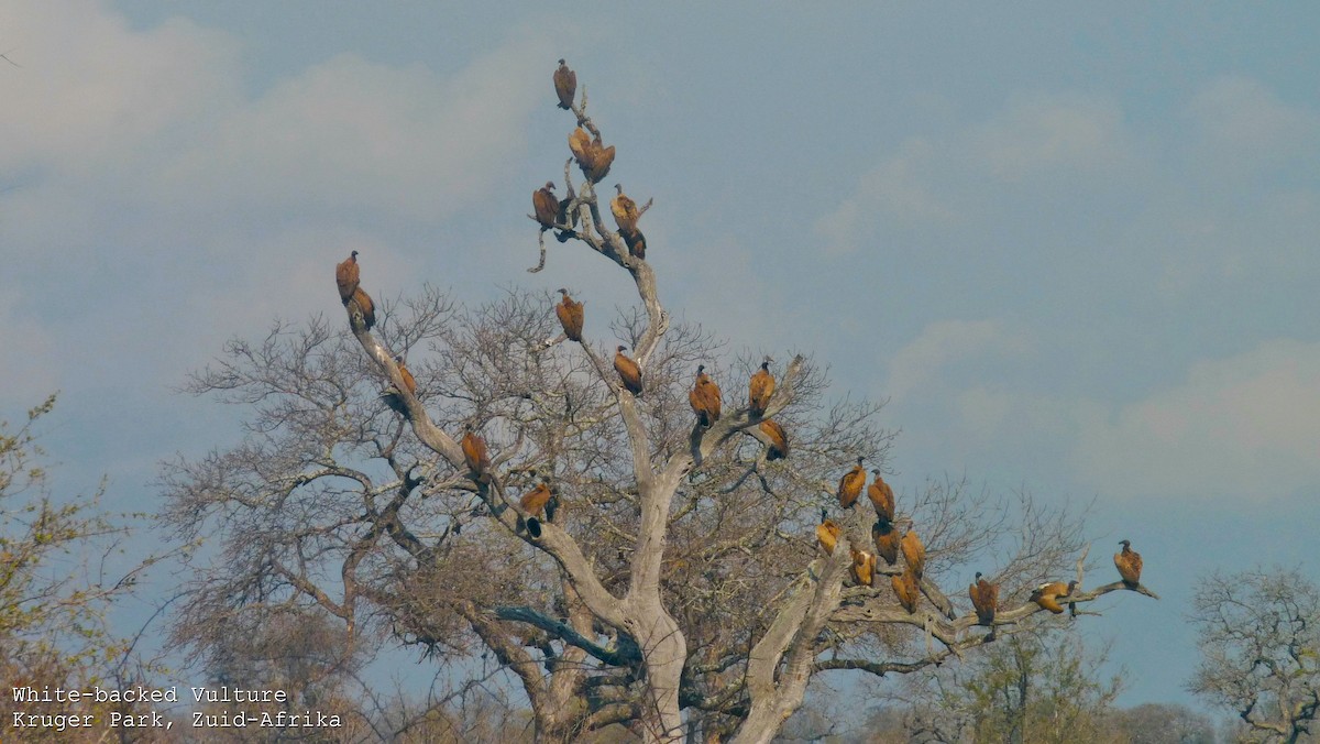 White-backed Vulture - ML608391282