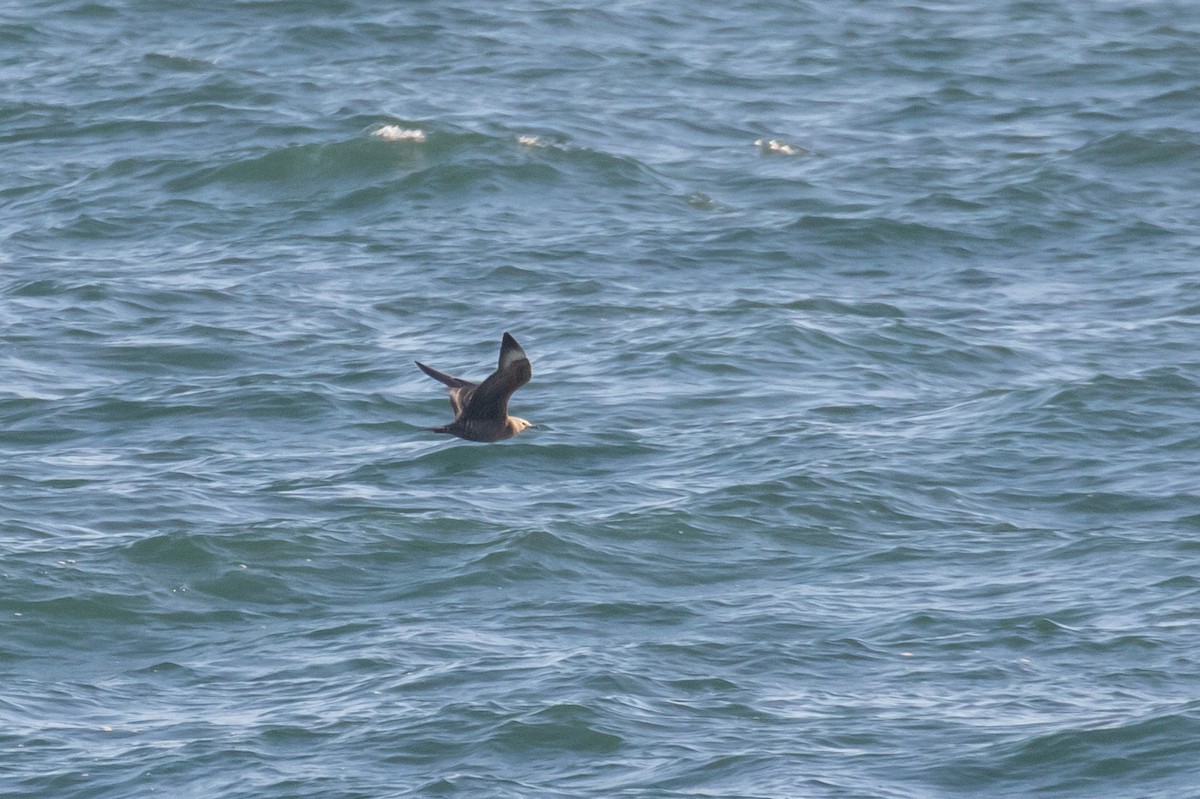 Parasitic Jaeger - Tom Bedford