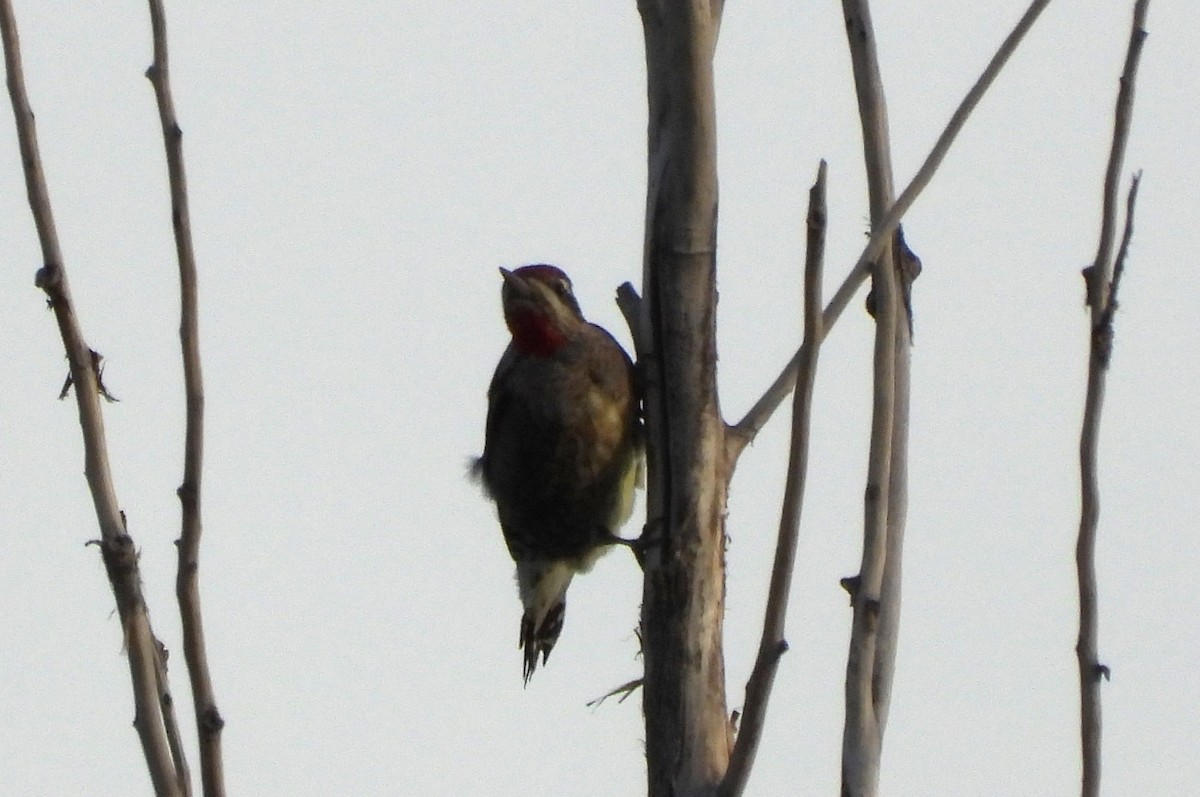 Red-naped Sapsucker - ML608391420