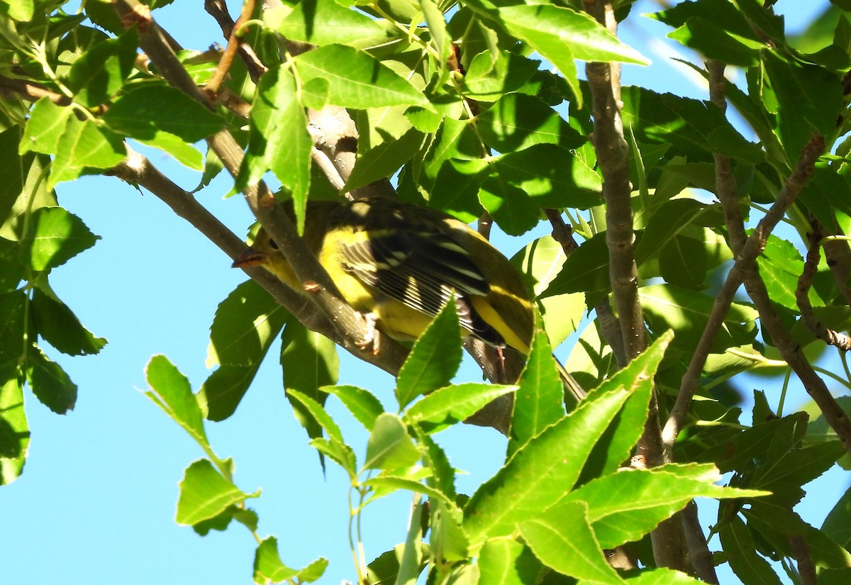 Western Tanager - ML608391447