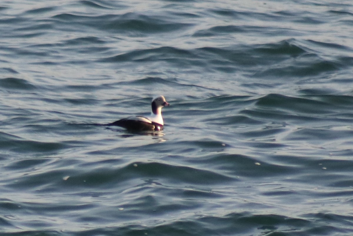 Long-tailed Duck - ML608391518