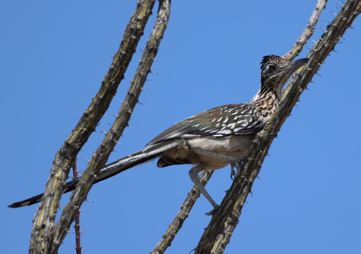 Greater Roadrunner - ML608391543