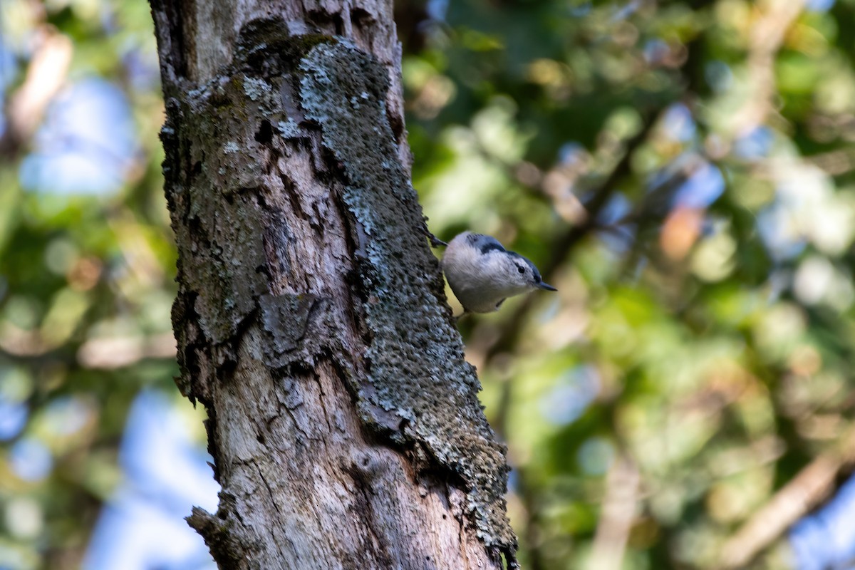 White-breasted Nuthatch - ML608391547