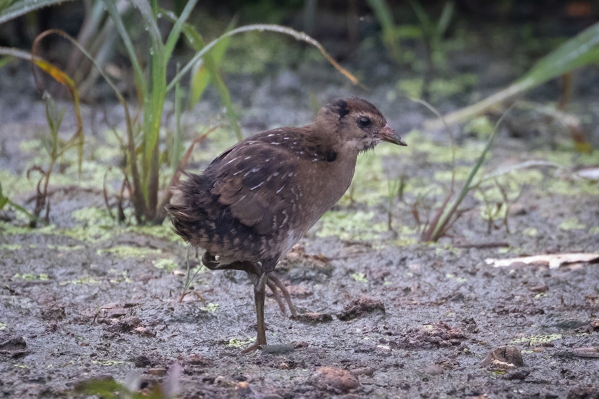 Polluela Sora - ML608391588