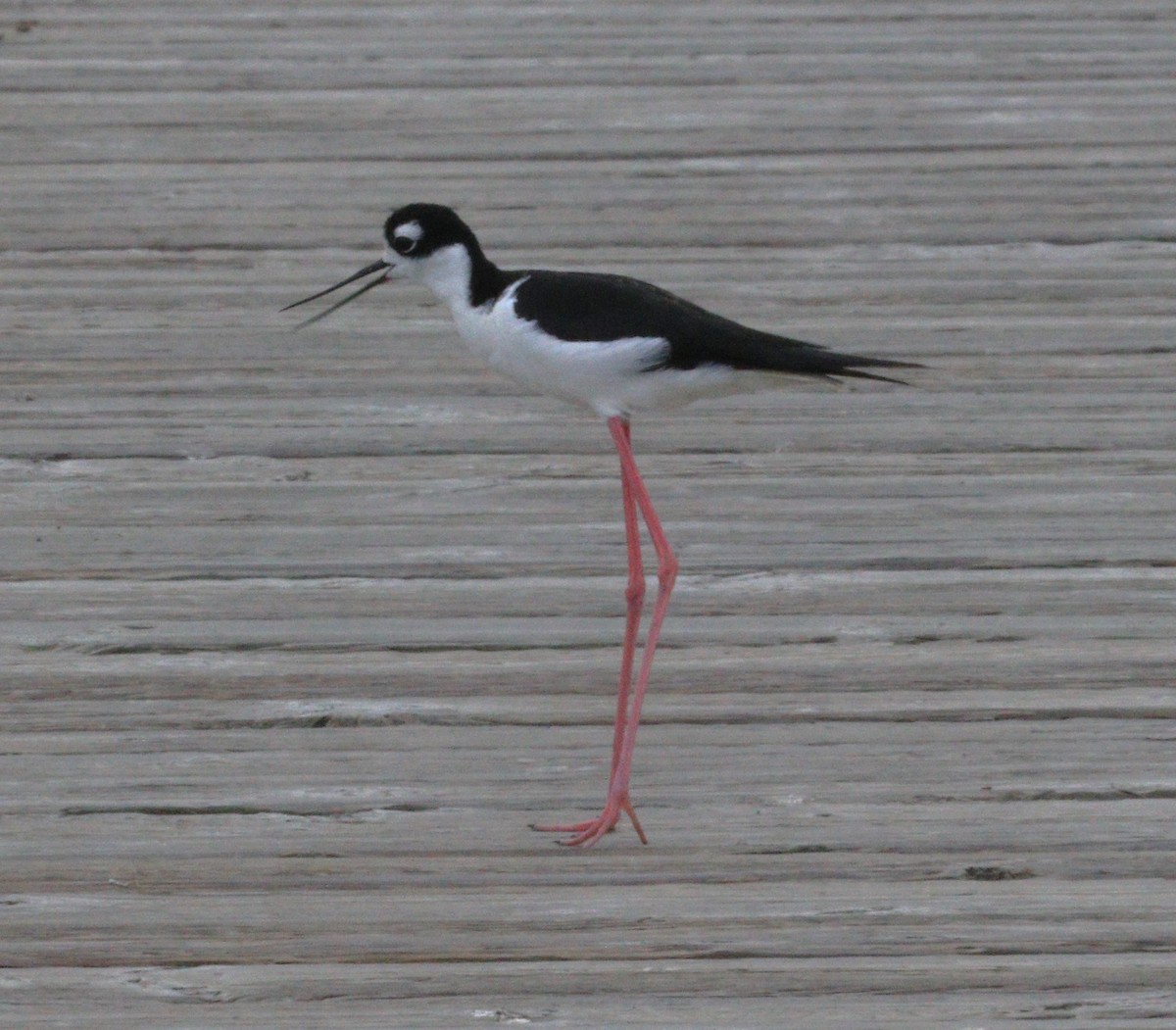 Black-necked Stilt - ML608391603