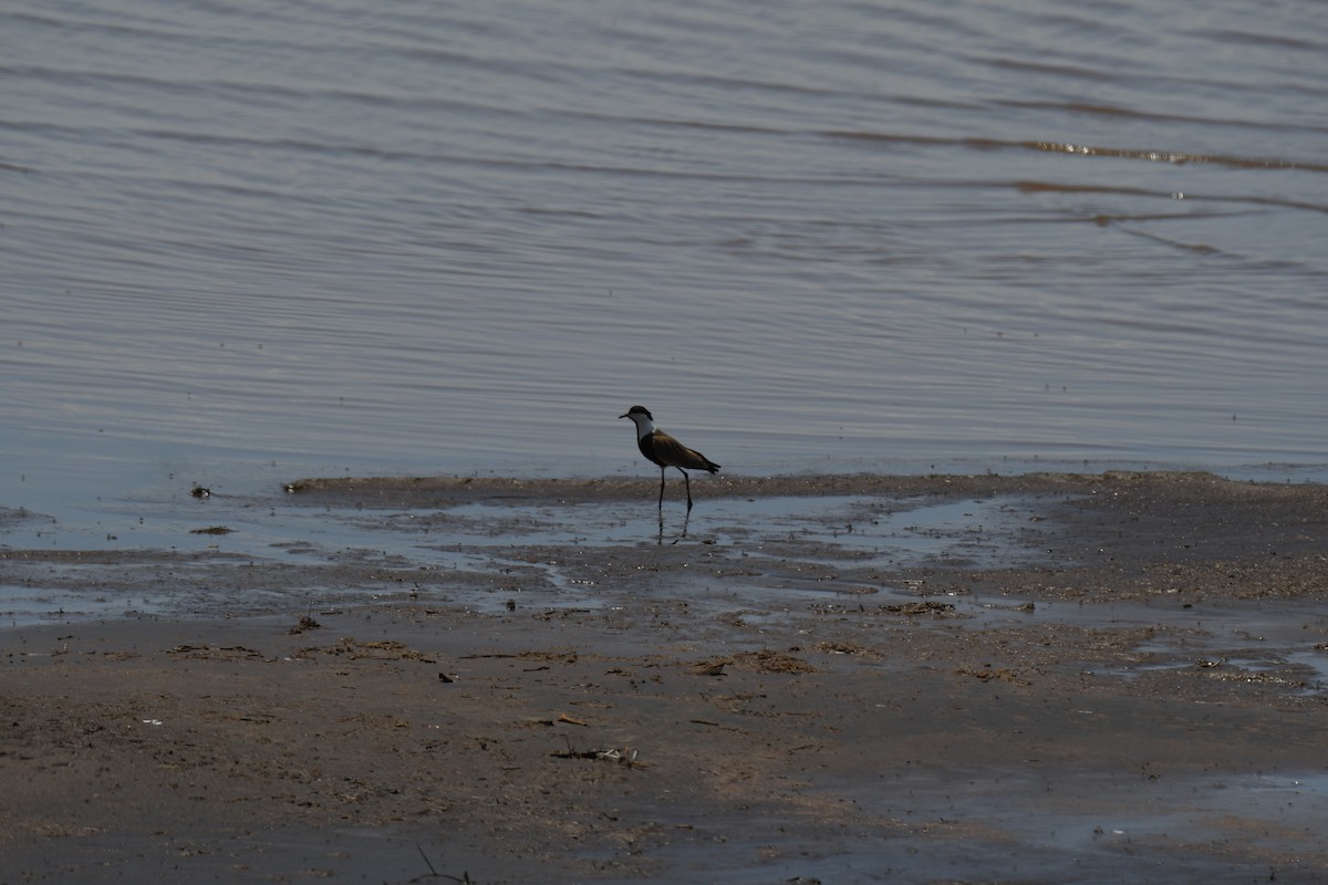 Spur-winged Lapwing - ML608391722