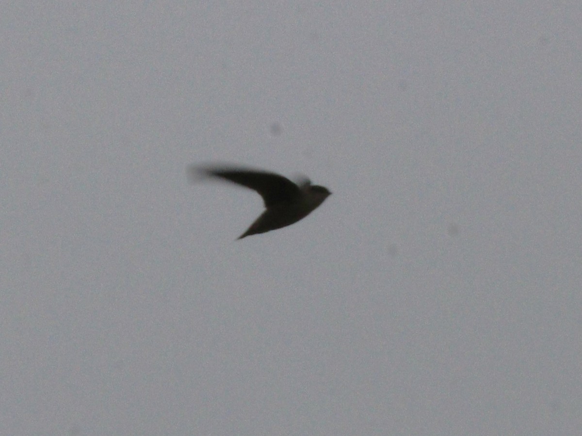 Vaux's Swift - ML608391729