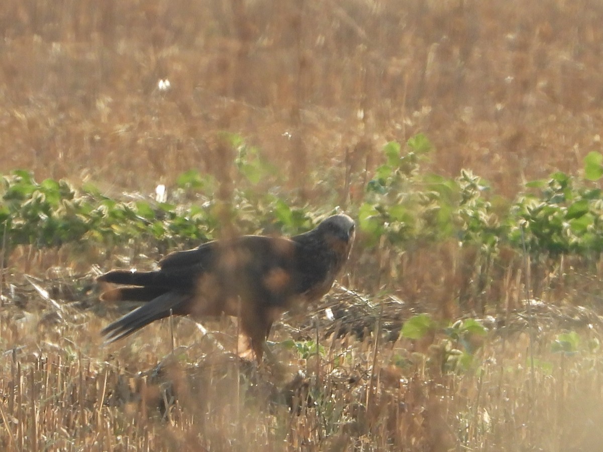 Western Marsh Harrier - ML608391903
