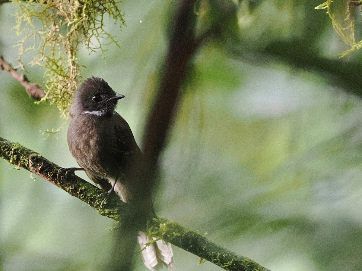 Dusky Fantail - Mark Sutton