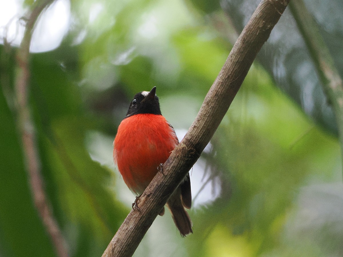 Pacific Robin - ML608391955