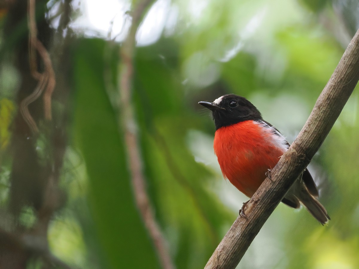 Pacific Robin - ML608391957