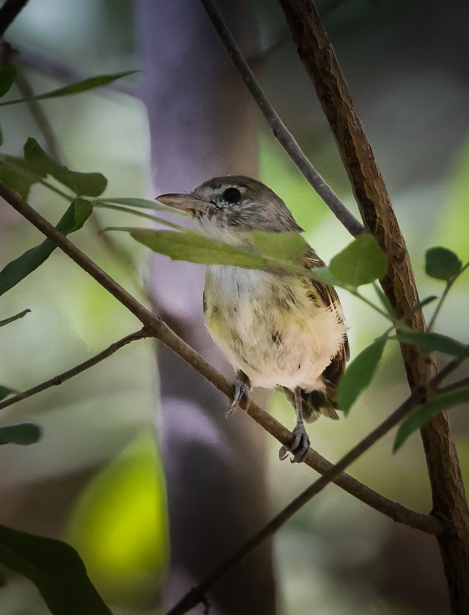 Braunaugenvireo (arizonae) - ML608392053