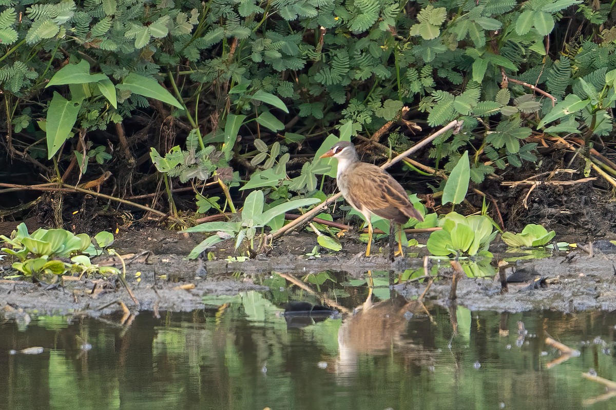 White-browed Crake - ML608392063