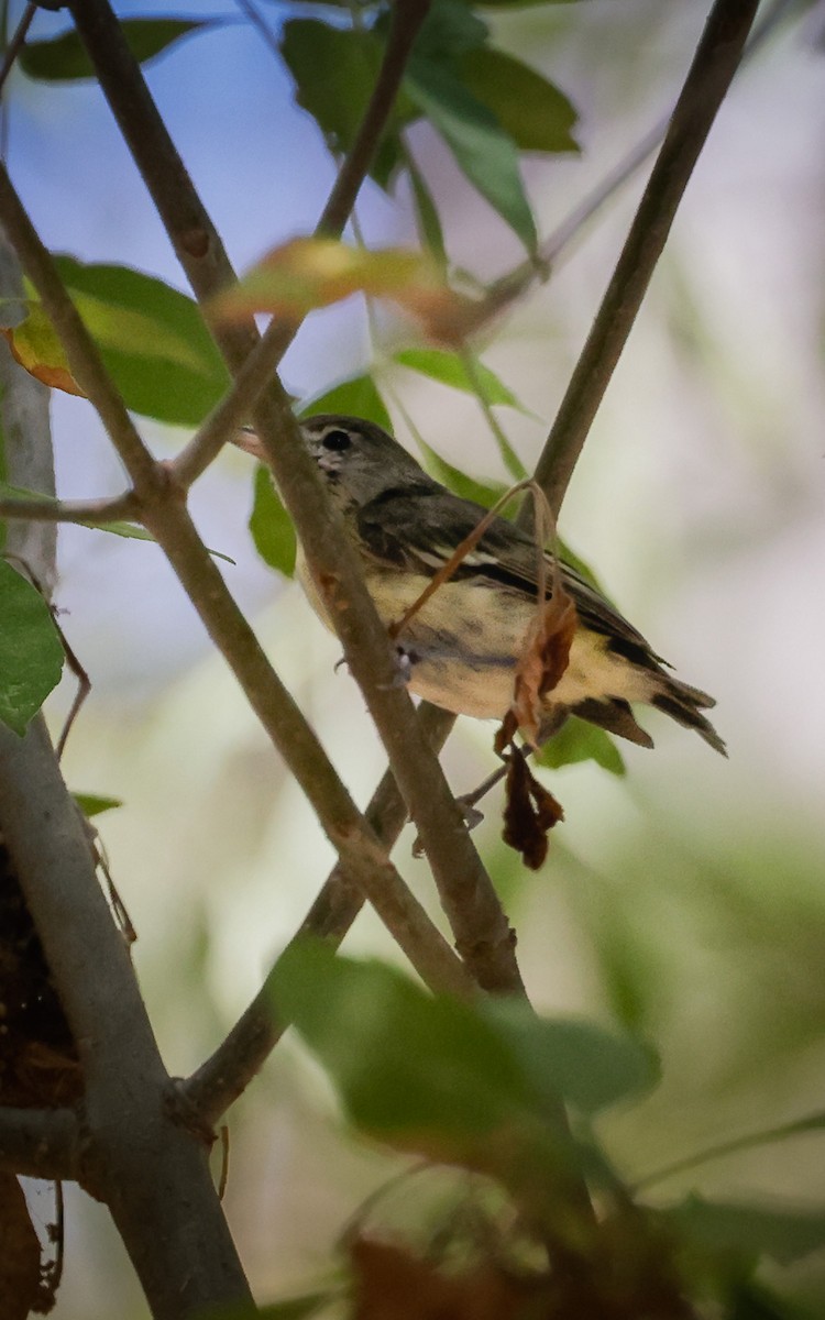 Braunaugenvireo (arizonae) - ML608392101