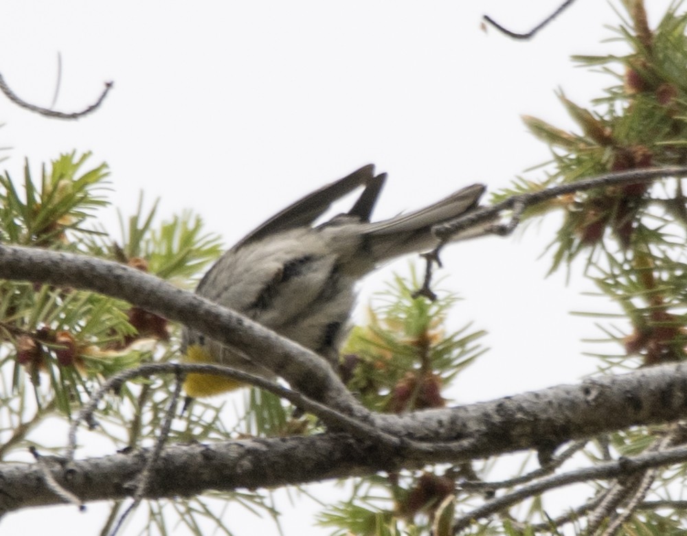 Grace's Warbler - ML608392152