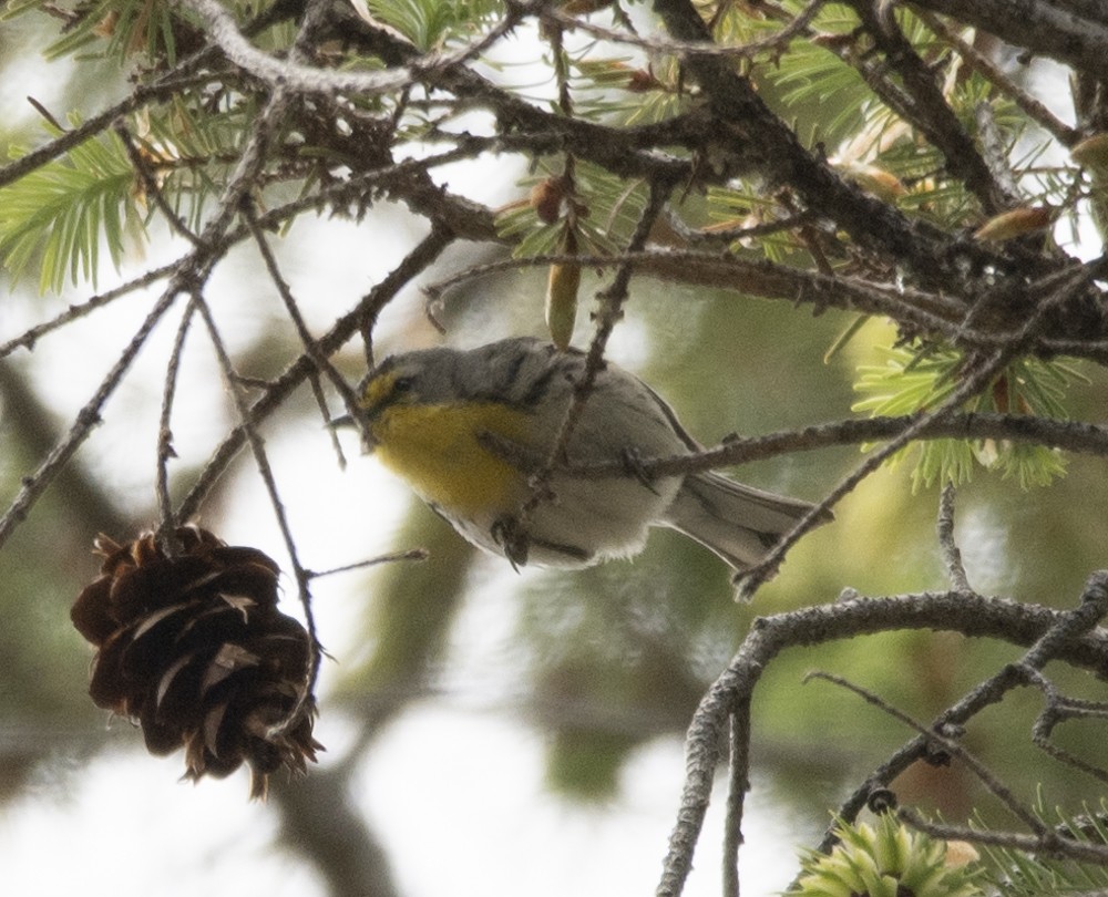 Grace's Warbler - Carlton Cook