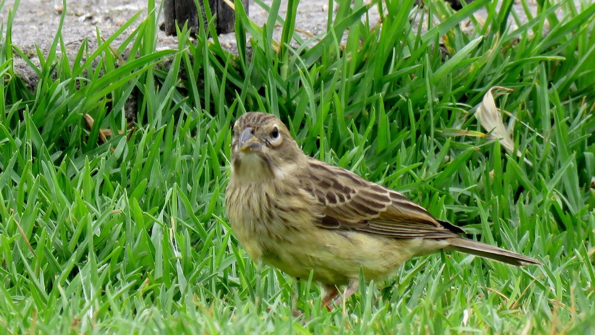 Grassland Yellow-Finch - ML608392286