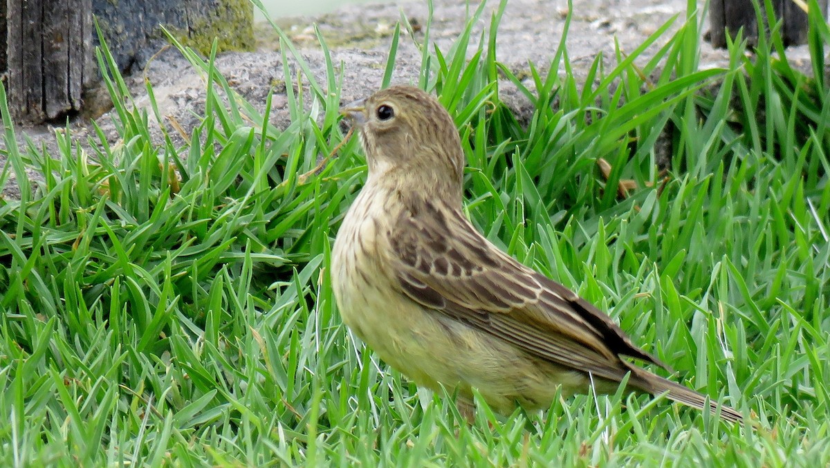 Grassland Yellow-Finch - ML608392287