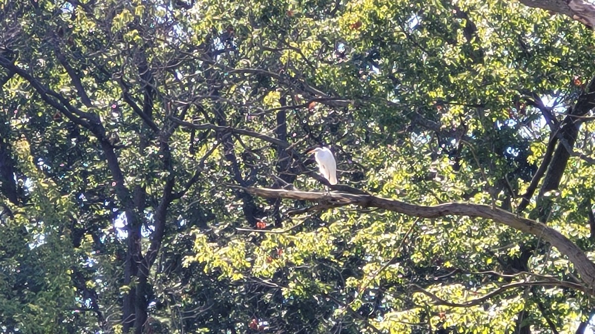 Great Egret - ML608392414