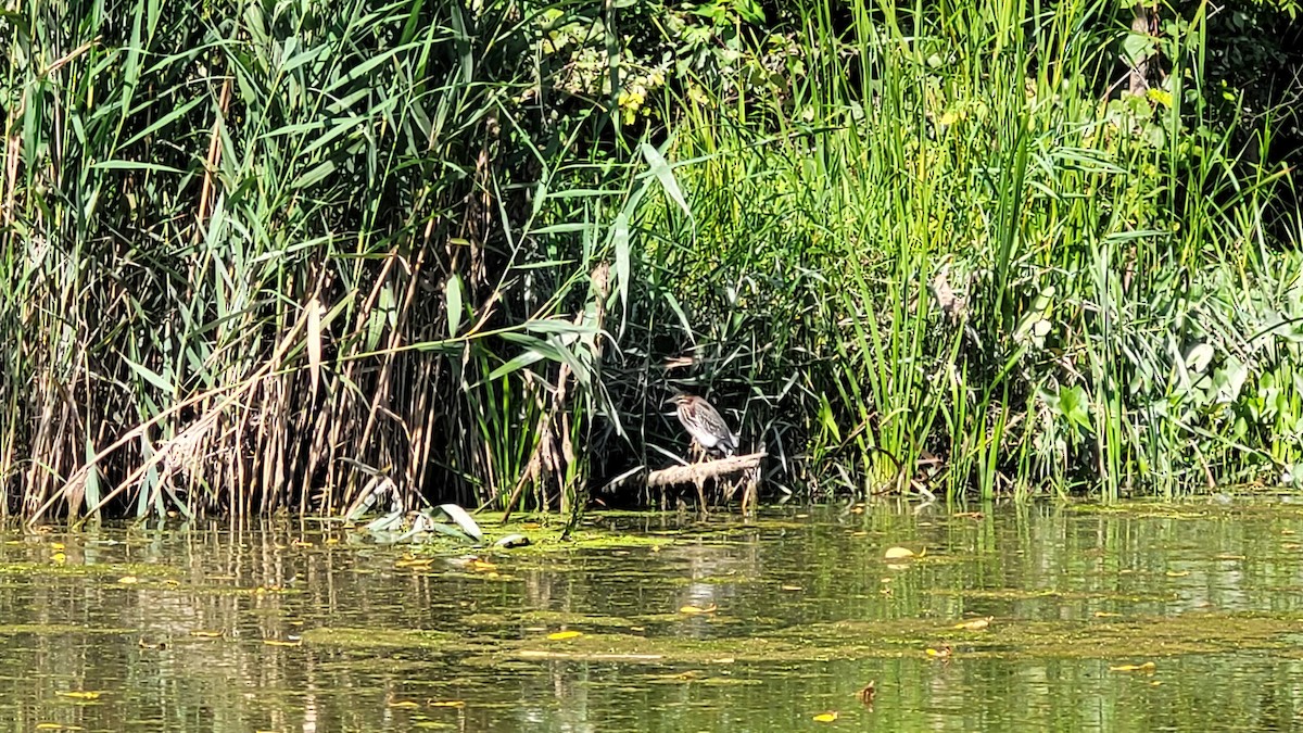 Green Heron - ML608392427