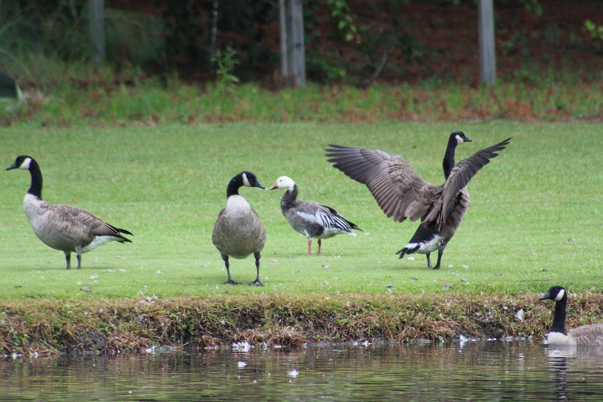 Snow Goose - ML608392433